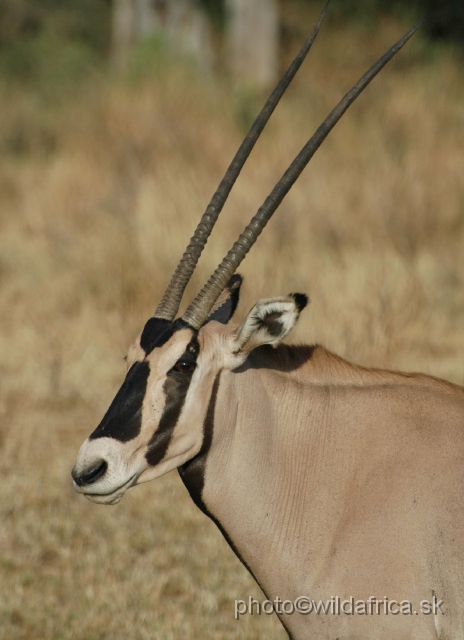 DSC_0270.JPG - Beisa Oryx (Oryx gazella beisa)