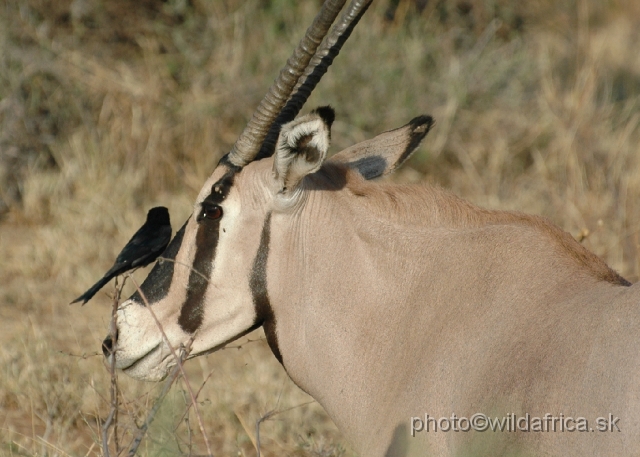 DSC_0281.JPG - Beisa Oryx (Oryx gazella beisa) and Drongo.