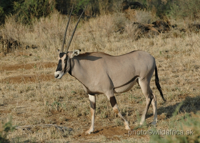 DSC_0291.JPG - Beisa Oryx (Oryx gazella beisa)