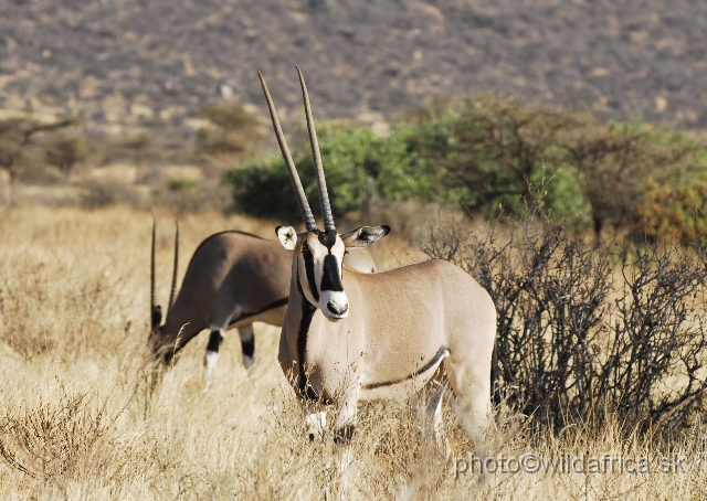 _DSC005565.JPG - Beisa Oryx (Oryx gazella beisa) is grayish tan, with very conspicious black markings.