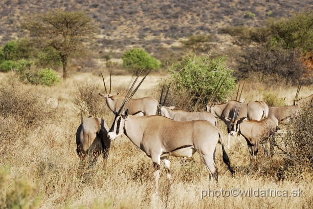 _DSC005577.JPG - Beisa Oryx (Oryx gazella beisa)