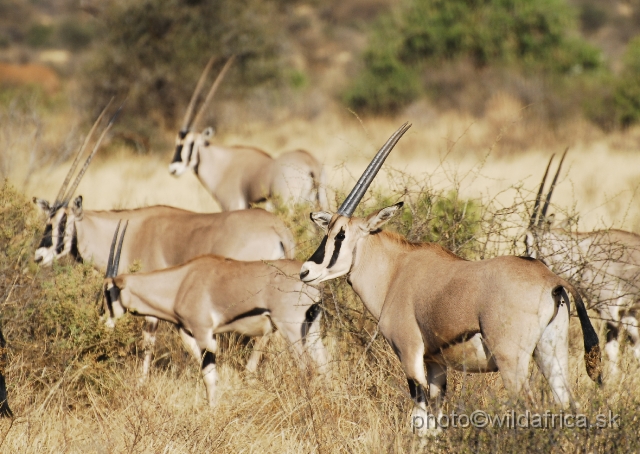 _DSC0091.JPG - Beisa Oryx (Oryx gazella beisa)