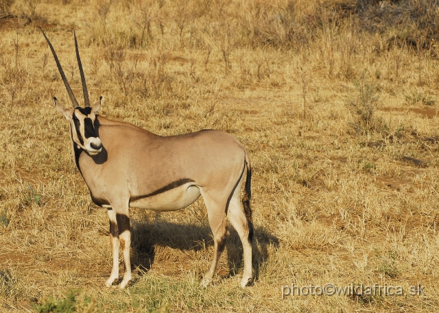_DSC0325489.JPG - Beisa Oryx (Oryx gazella beisa)