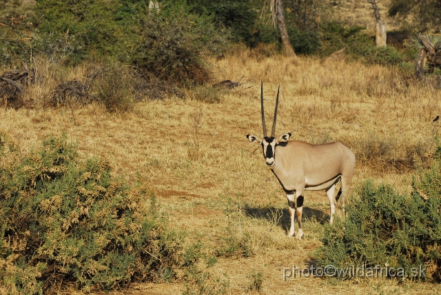 _DSC0350.JPG - Beisa Oryx (Oryx gazella beisa)