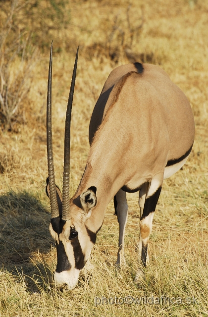 _DSC0364.JPG - Beisa Oryx (Oryx gazella beisa)