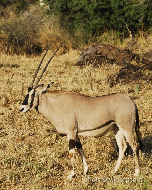 _DSC042259.JPG - Beisa Oryx (Oryx gazella beisa)