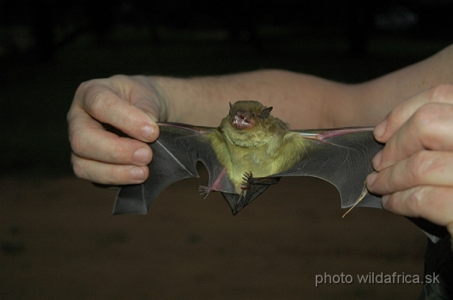 DSC_0962.JPG - Hardly identifiable vesper bat (possibly Neoromicia or Myotis)