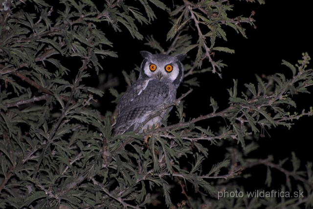 _DSC0009.JPG - Southern White-faced Scops-Owl (Ptilopsis granti)