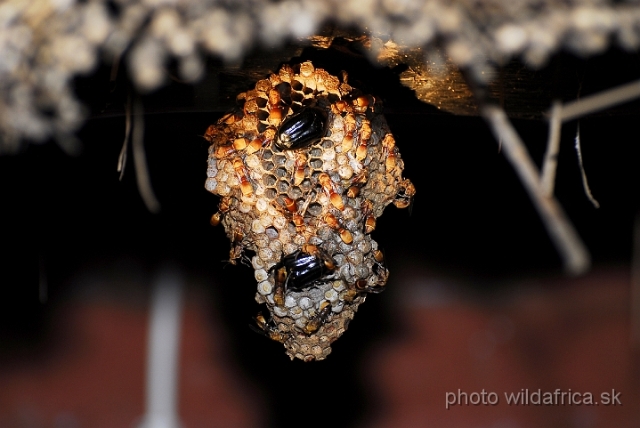 _DSC0033.JPG - Wasp nest and cetonid beetles