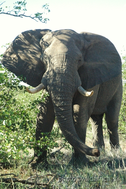 DSC_0140.JPG - Kruger Elephant near Phalaborwa.