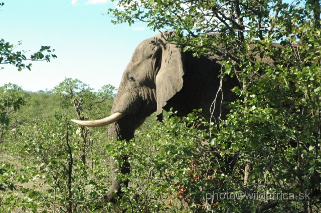 DSC_0142.JPG - Kruger Elephant