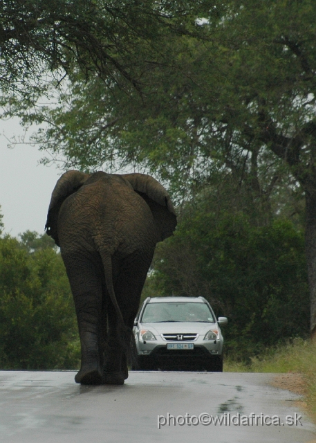 DSC_0341.JPG - Kruger Elephant has right of way and this car had to drive slowly back.
