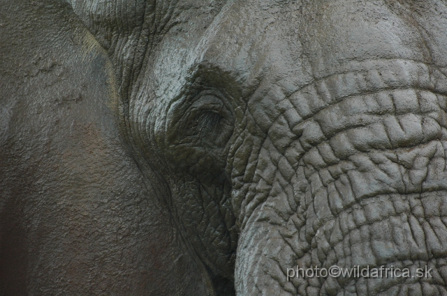 DSC_0351.JPG - Kruger Elephant near Crocodile Bridge.