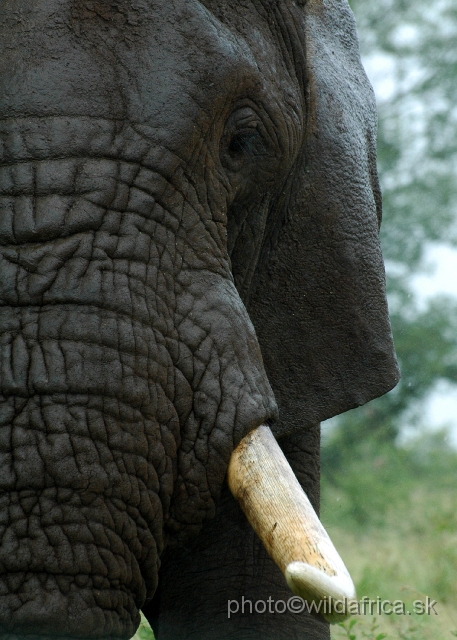 DSC_0353.JPG - Kruger Elephant in the rain.