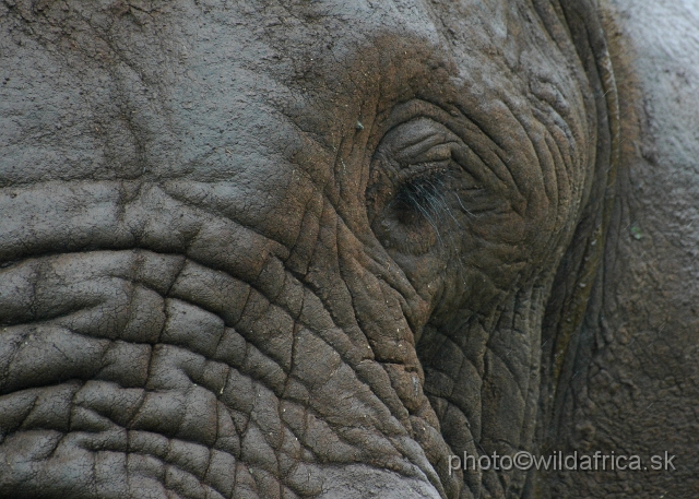 DSC_0355.JPG - Kruger Elephant