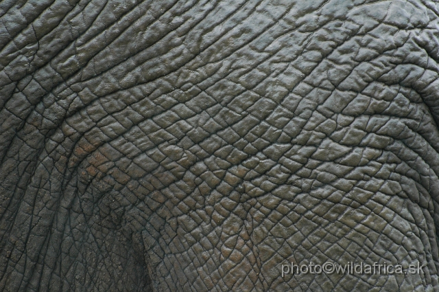 DSC_0356.JPG - Skin of the Kruger Elephant.
