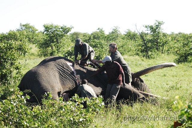 _DSC0035.JPG - His rangers are trying to open carcass and take heart and lungs to analyzes. He considered us as a boring tourists and not biologists from Europe. When we asked him what happend he said he couldn't answer and inform every tourist. But only our car stayed here whole time of this procedure.