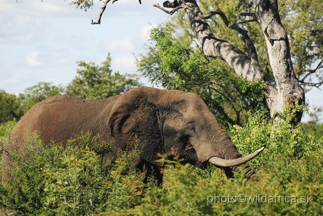 _DSC0076.JPG - Kruger Elephant