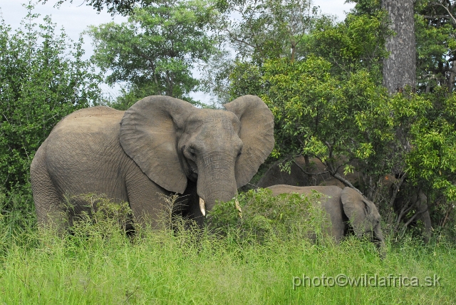 _DSC0079.JPG - Kruger Elephants looking for Marula fruits.