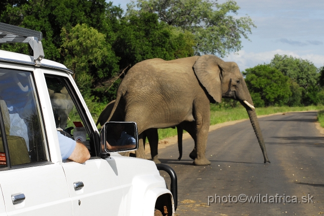 _DSC0080.JPG - Kruger Elephant crossing road near Punda Maria.