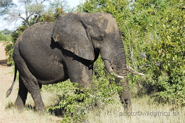 _DSC0083.JPG - Kruger Elephant