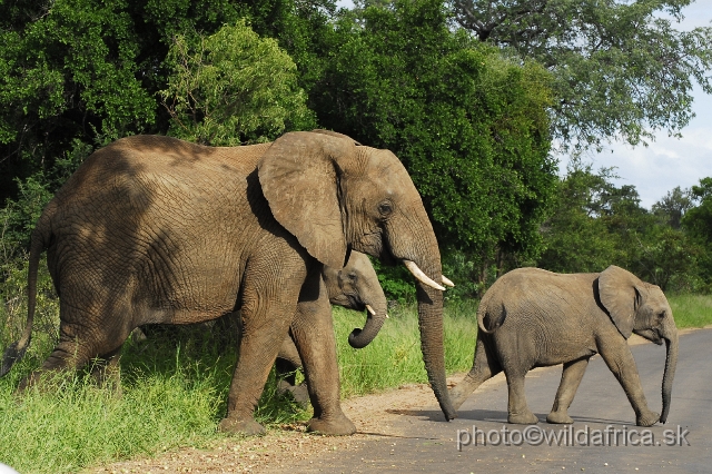 _DSC0084.JPG - Kruger Elephants