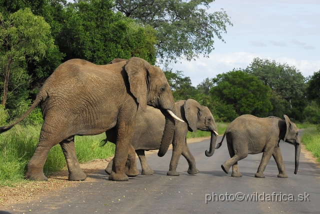 _DSC0085.JPG - Kruger Elephants