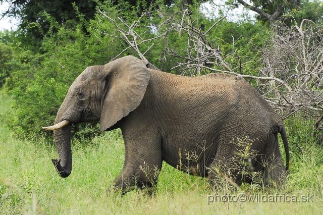 _DSC0088.JPG - Kruger Elephant in the true elephant country.