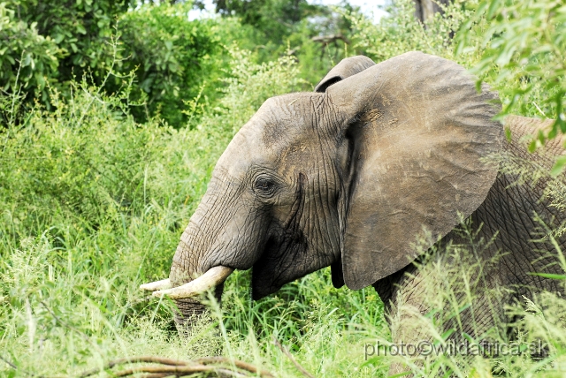 _DSC0091.JPG - Kruger Elephant