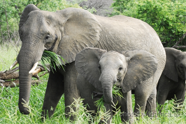 _DSC0099.JPG - Kruger Elephants grazing fresh grass.