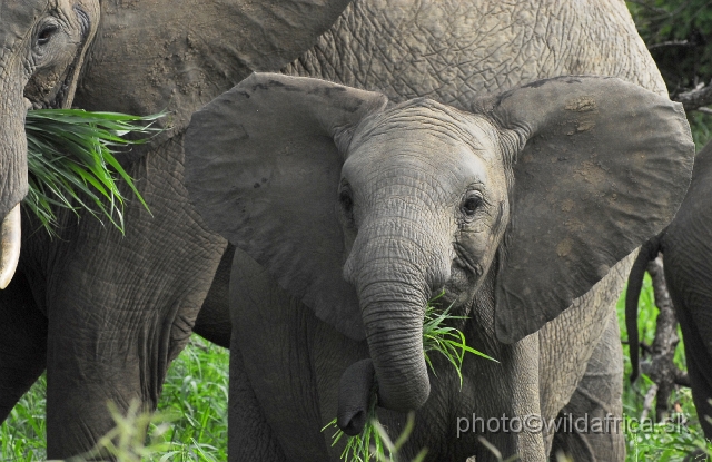 _DSC0101.JPG - Kruger Elephants