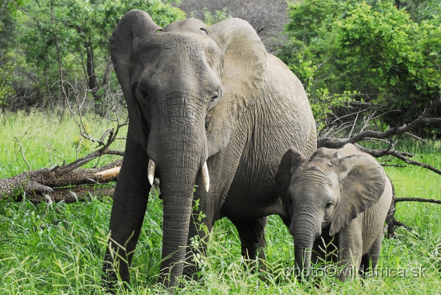 _DSC0104.JPG - Kruger Elephants