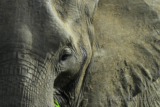 _DSC0107.JPG - Kruger Elephant