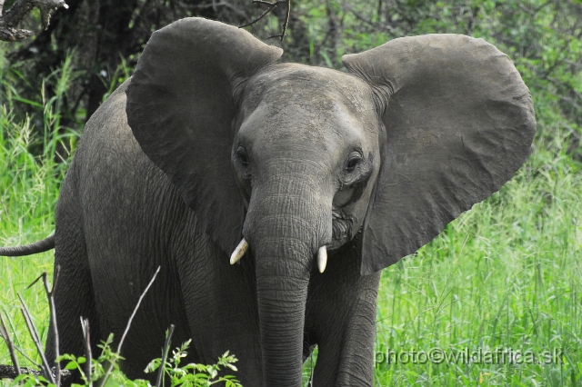 _DSC0111.JPG - Kruger Elephant