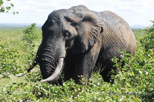 _DSC0174.JPG - Kruger Elephant