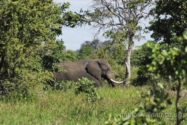 _DSC0263.JPG - Kruger Elephant in his habitat.