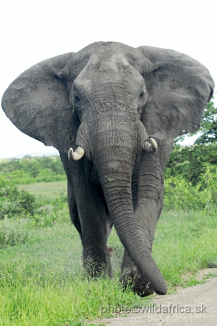 _DSC0280.JPG - We experienced two attacks by elephant bulls.