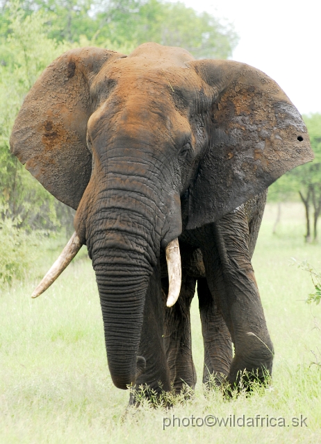 _DSC0737.JPG - Kruger Elephant near Satara.