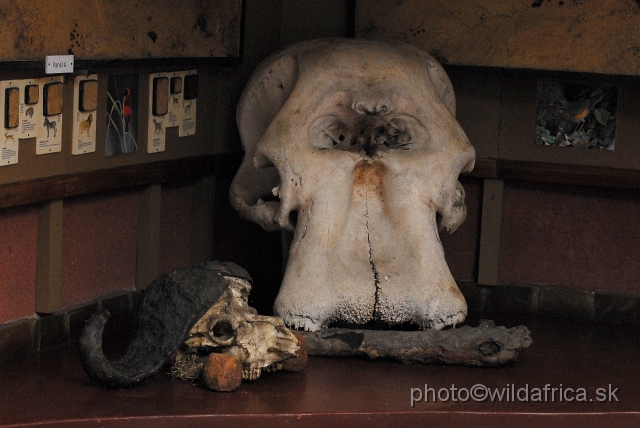 _DSC1311.JPG - Kruger Elephant skull (behind) at Skukuza.