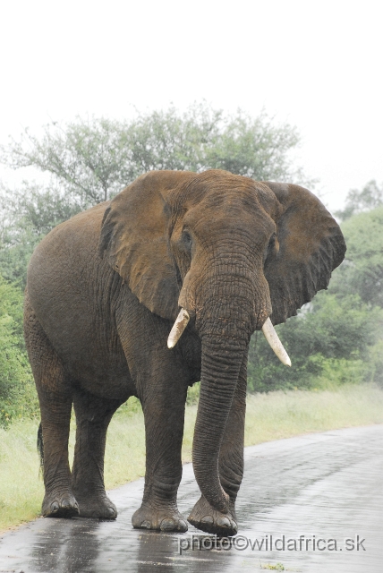 _DSC1319.JPG - Kruger Elephant