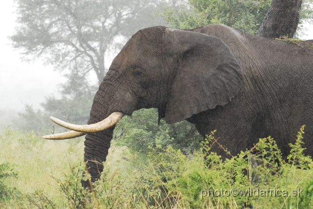 _DSC1326.JPG - Kruger Elephant