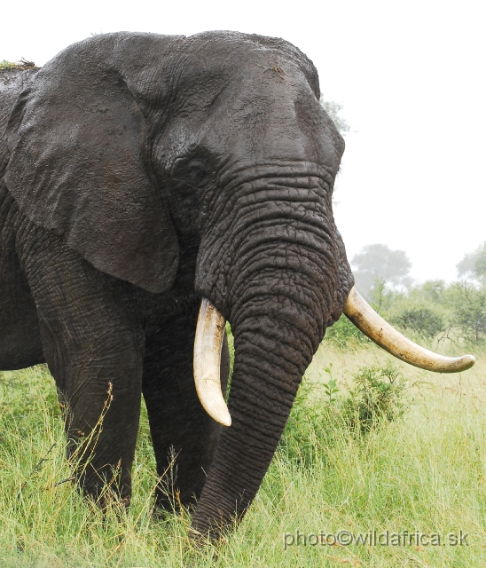 _DSC1340.JPG - Kruger Elephant