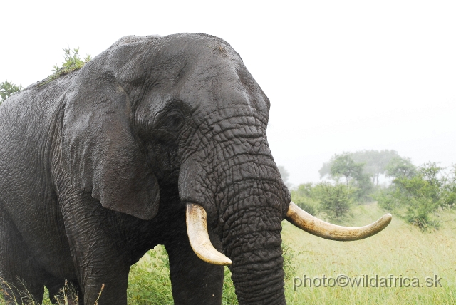 _DSC1341.JPG - Kruger Elephant near to Crocodile Bridge.