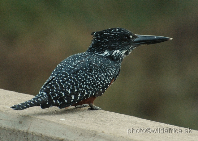 DSC_0003.JPG - Giant Kingfisher (Megaceryle maximus)