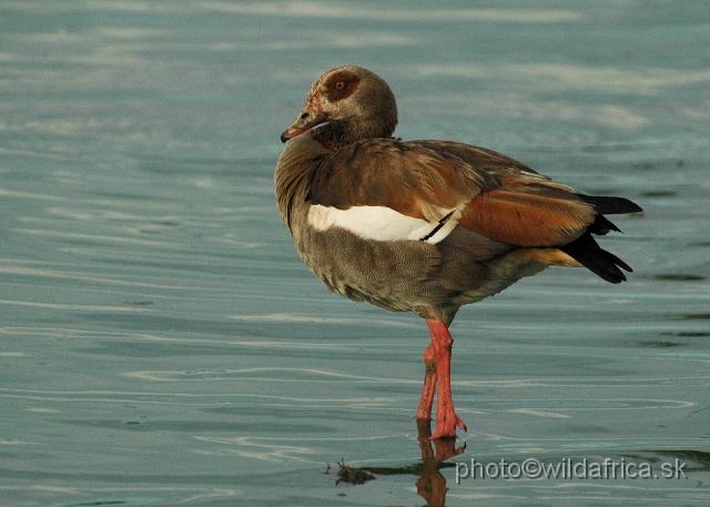 DSC_0020.JPG - Egyptian Goose (Alopochen aegyptiaca)