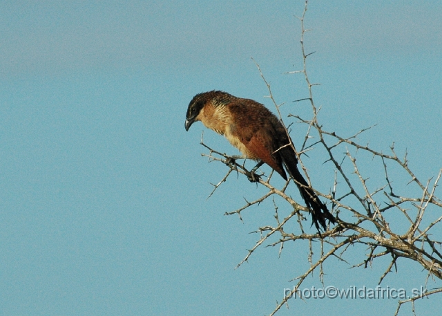 DSC_0036.JPG - Burchells Coucal (Centropus burchelli) - a juvenile individual