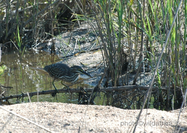 DSC_0048.JPG - A juvenile of Green-backed Heron (Butorides striata)