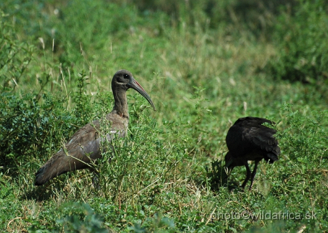 DSC_0088.JPG - Hadada Ibis (Bostrychia hagedash)