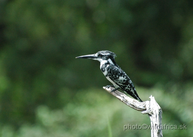 DSC_0110.JPG - Pied Kingfisher (Ceryle rudis)