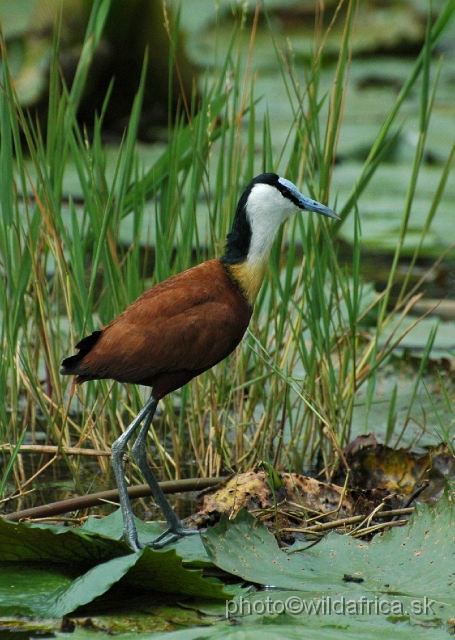 DSC_0112.JPG - African Jacana (Actophilornis africanus)